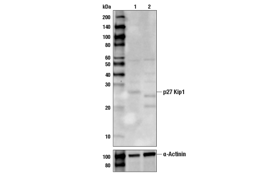 p27 Kip1 Antibody