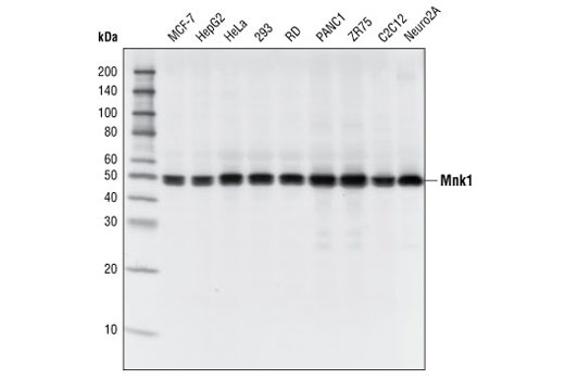 Mnk1 (C4C1) Rabbit mAb