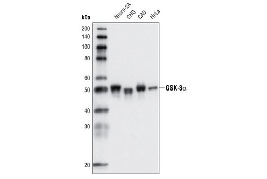 GSK-3α (D80E6) Rabbit mAb