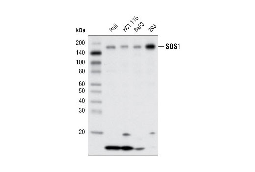 SOS1 Antibody