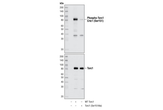 Phospho-TORC1/CRTC1 (Ser151) Antibody