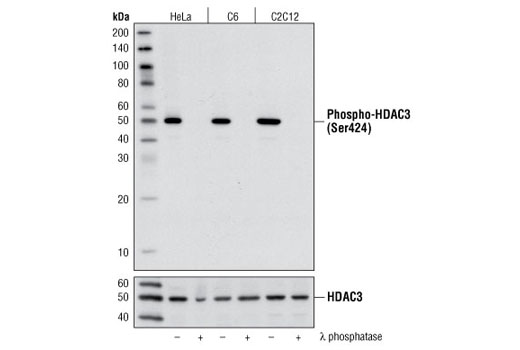 Phospho-HDAC3 (Ser424) Antibody