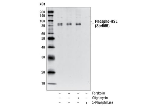 Phospho-HSL (Ser565) Antibody