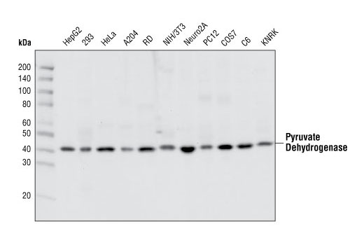 Pyruvate Dehydrogenase Antibody