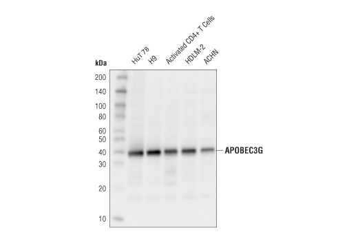 APOBEC3G (D9C6Z) Rabbit mAb