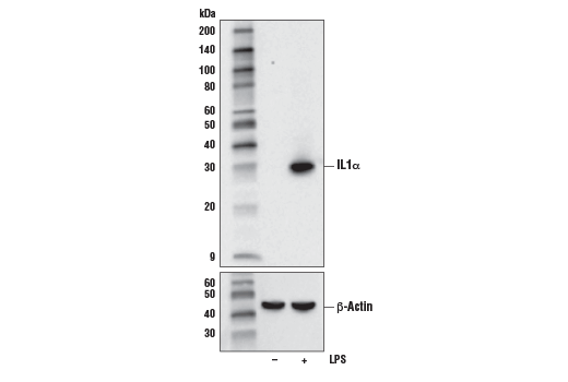IL-1α (D4F3S) Rabbit mAb (Mouse Specific)