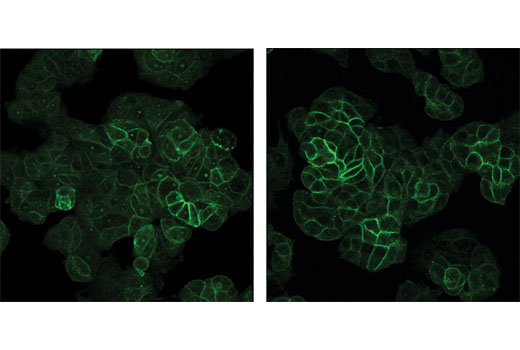 Image-iT FX Signal Enhancer