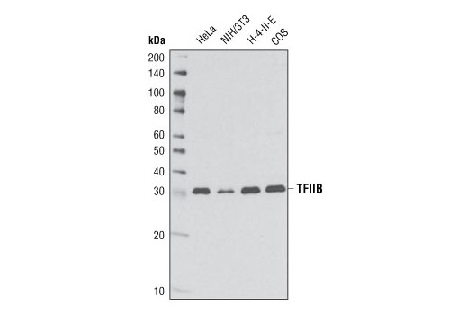 TFIIB (2F6A3H4) Mouse mAb