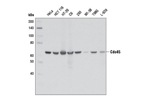 Cdc45 (D7G6) Rabbit mAb