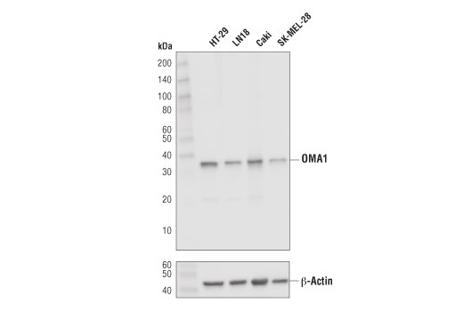 OMA1 (D4J7K) Rabbit mAb