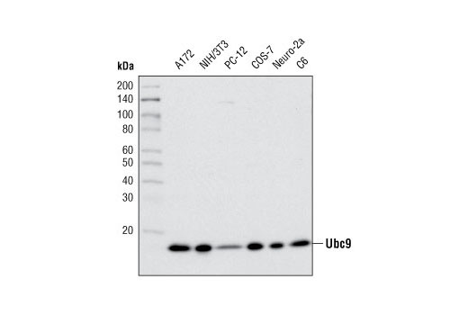 Ubc9 (D26F2) XP Rabbit mAb