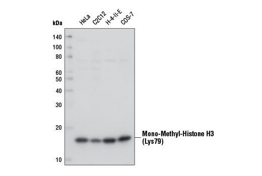 Mono-Methyl-Histone H3 (Lys79) (D5X1S) Rabbit mAb