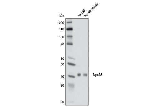 ApoA5 (2G1H11) Mouse mAb