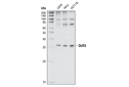 DcR3 Antibody