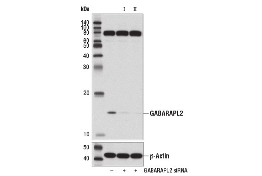 GABARAPL2 (D1W9T) Rabbit mAb