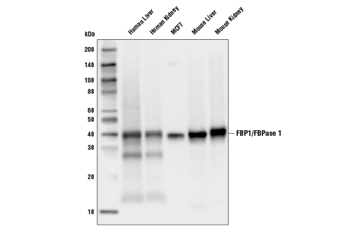 FBP1/FBPase 1 (D2T7F) Rabbit mAb