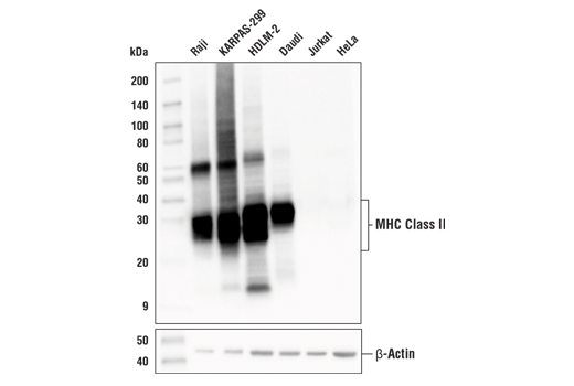 MHC Class II (LGII-612.14) Mouse mAb