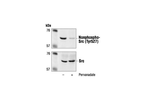 Non-phospho-Src (Tyr527) Antibody