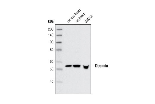 Desmin Antibody