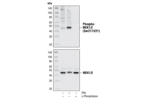 MEK1/2 Antibody