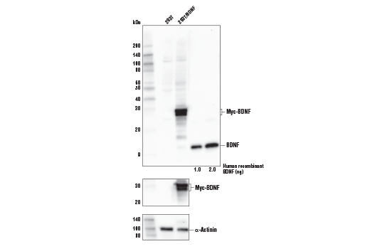 BDNF Antibody