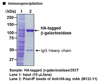 Anti-HA-tag mAb-Magnetic Beads