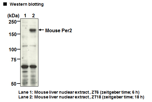 Anti-Per2 (Mouse) pAb