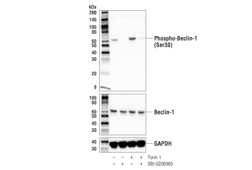 Phospho-Beclin-1 (Ser30) (E1C4X) Rabbit Monoclonal Antibody