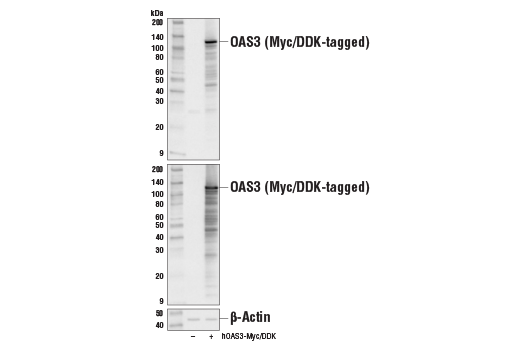 OAS3 Antibody