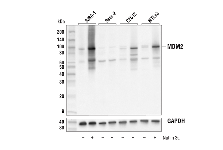 MDM2 (E3G5I) Rabbit mAb