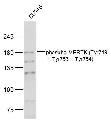 磷酸化c-mer原癌基因酪氨酸激酶抗体