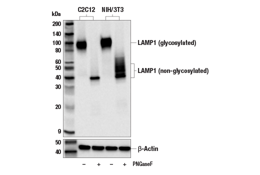 LAMP1 (E5N9Z) Rabbit mAb