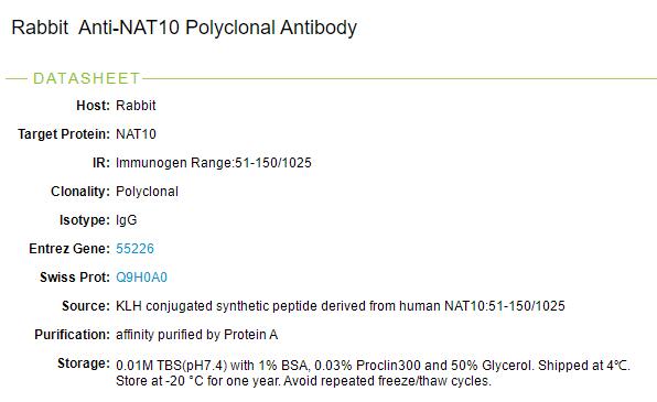 乙酰基转移酶10抗体