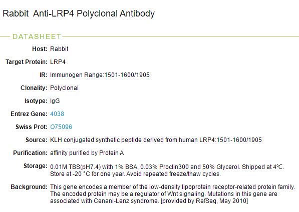 低密度脂蛋白受体相关蛋白4抗体