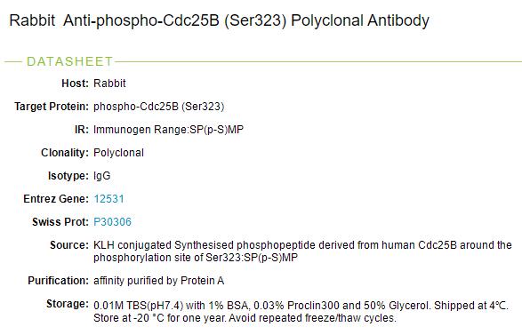 磷酸化细胞分裂周期蛋白25B抗体