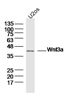 信号通路Wnt3a抗体