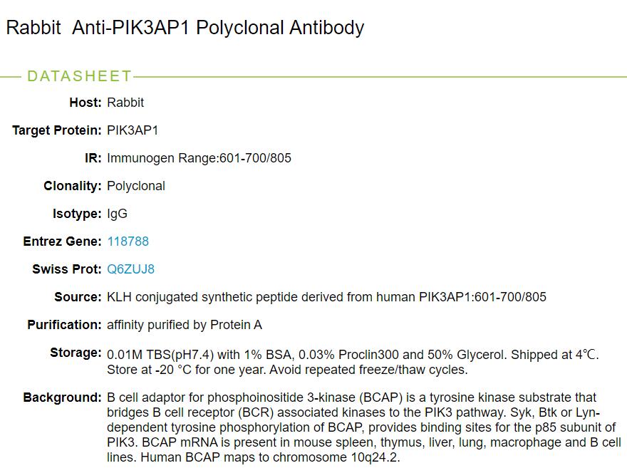 磷酸肌醇3激酶接头蛋白1抗体