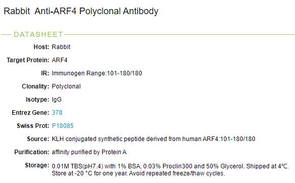 ADP核糖基化因子4抗体