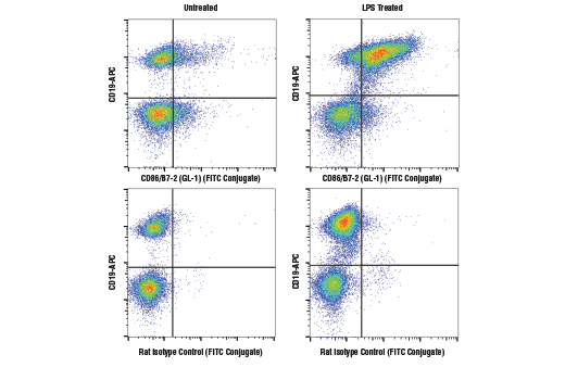 CD86/B7-2 (GL-1) Rat mAb (FITC Conjugate)