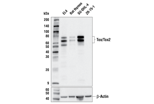 Tox/Tox2 (E6I3Q) Rabbit mAb