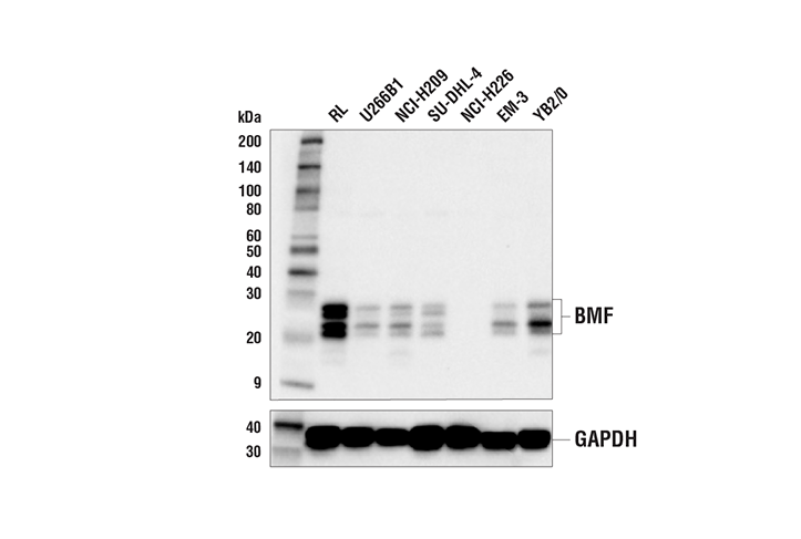 BMF (E5U2J) Rabbit mAb