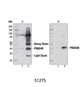 Mouse Anti-rabbit IgG (Conformation Specific) (L27A9) mAb (HRP Conjugate)
