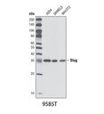 Slug (C19G7) Rabbit mAb