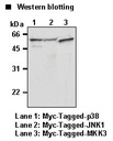 Anti-Myc-tag mAb