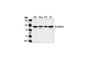 β-Catenin Antibody