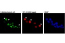 5-Methylcytosine (5-mC) (D3S2Z) Rabbit mAb