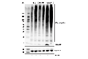 Ubiquitin (E4I2J) Rabbit mAb