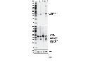 Cleaved Caspase Antibody Sampler Kit