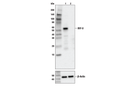 Human-Reactive STING Pathway Antibody Sampler Kit