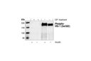 Phospho-IRS-1 (Ser302) Antibody